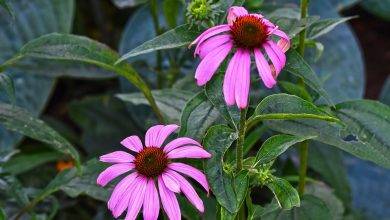 Echinacea عشبة الاكنيشيا اي هيرب تجربتي مع حشيشة القنفذ فوائد عشبة اكناسيا فوائد حبوب echinacea كبسولات اشناسيا مستخلص الاكنيشيا حشيشة القنفذ عطار زمان الاشينسيا قطرات الاكنيشيا